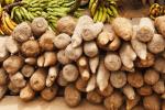 Congo-B : quelque 4,6 milliards de FCFA pour les programmes Manioc, Banane et Cacao Congo-B : quelque 4,6 milliards de FCFA pour les programmes Manioc, Banane et Cacao