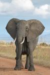 Congo-B : agressé par un éléphant, il perd un testicule Congo-B : agressé par un éléphant, il perd un testicule