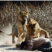 L&#039;histoire de la fausse image d&#039;un pasteur attaqué par des lions en pleine prière