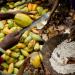 295 millions pour la culture du cacao au Congo