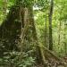 Congo-B-Economie forestière : malaise autour d&#039;une inspection