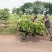 Le Congo veut exporter ses produits agricoles vers la Chine, l’Europe et les Etats-Unis
