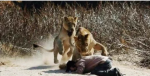 L&#039;histoire de la fausse image d&#039;un pasteur attaqué par des lions en pleine prière