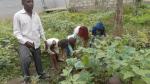 Journée mondiale de l'alimentation : au Congo, des enfants préparent leur avenir alimentaire Journée mondiale de l'alimentation : au Congo, des enfants préparent leur avenir alimentaire